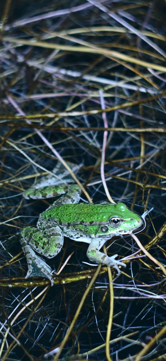 frog, green, water, grass