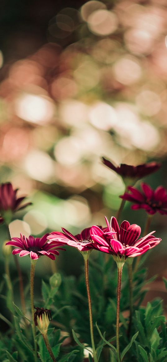 flowers, red, closeup, blur, bokeh