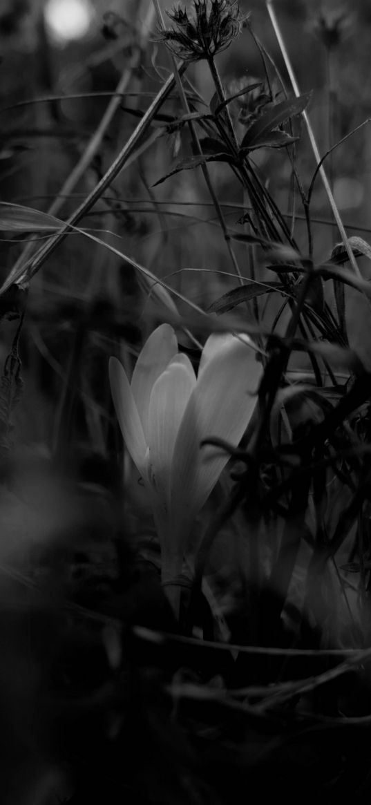 crocus, flower, grass, bw, spring