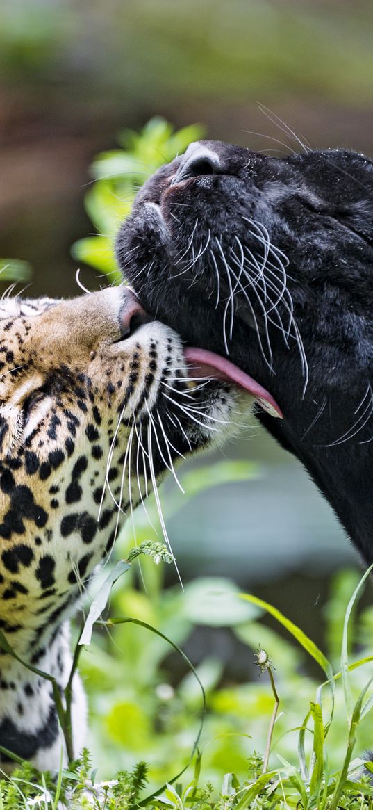 leopard, panther, lick, animals, wildlife