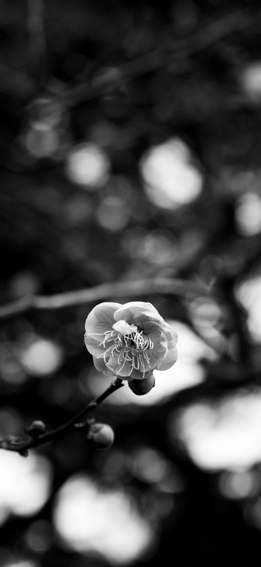 sakura, flower, macro, bw