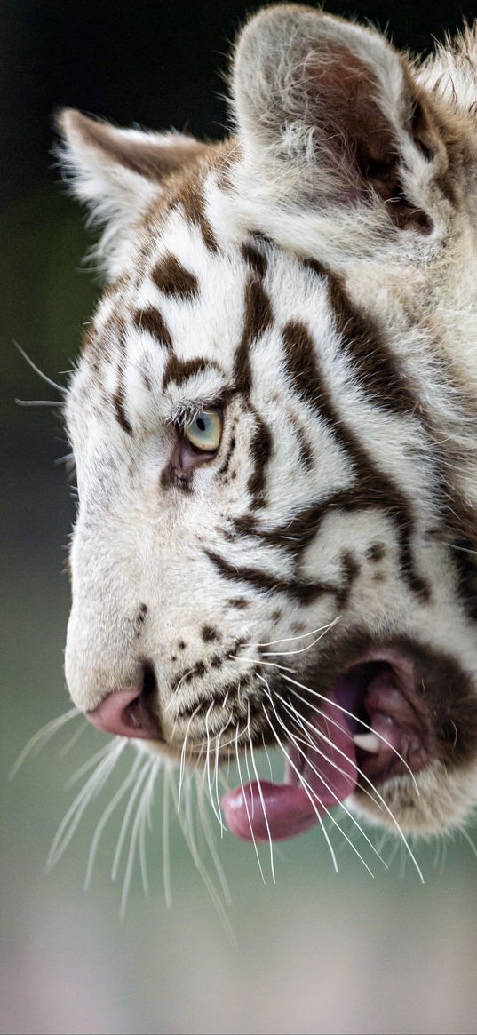 tiger, cub, protruding tongue, white, big cat