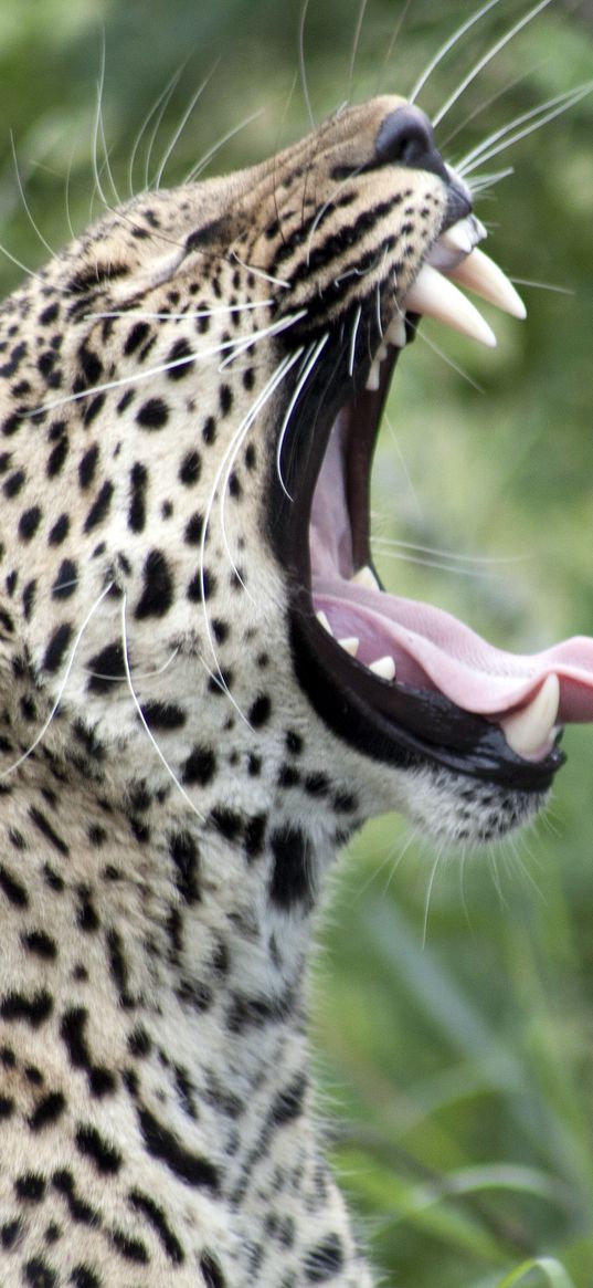 leopard, yawn, protruding tongue, big cat, predator