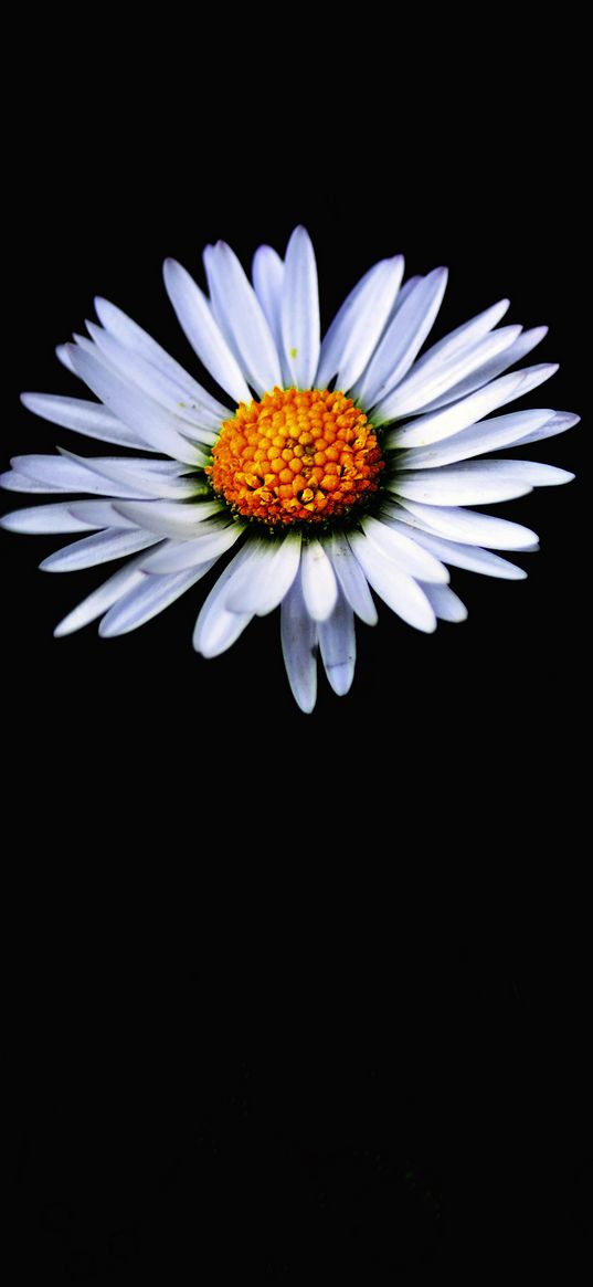 daisy, flower, white, darkness, minimalism