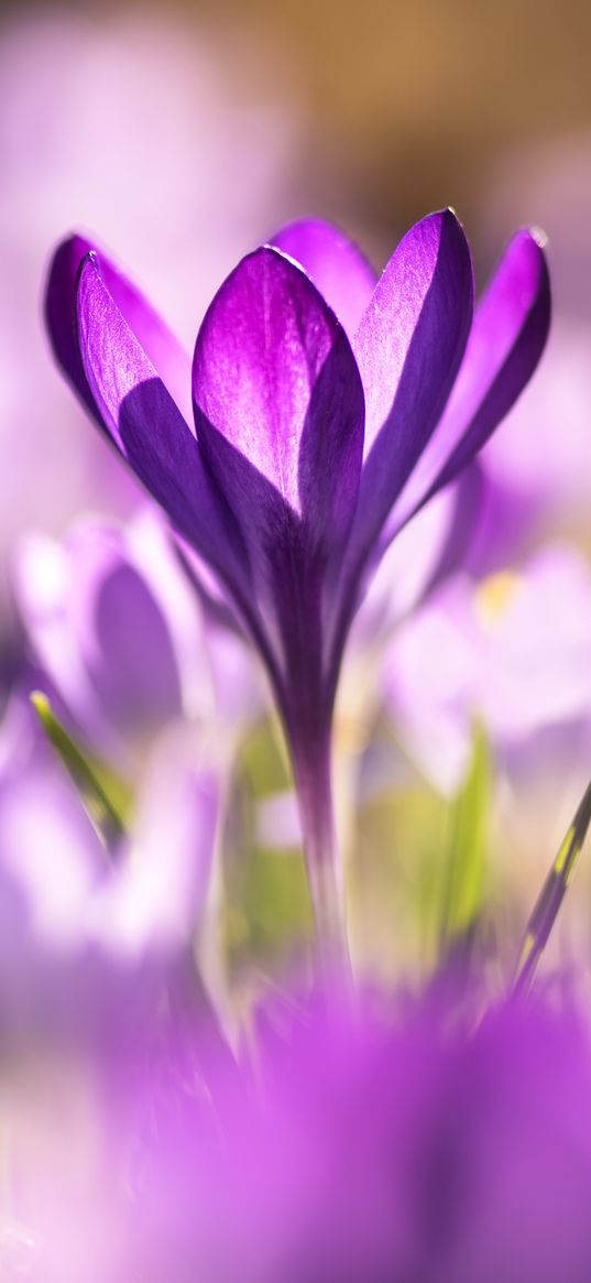 crocuses, flowers, purple, macro