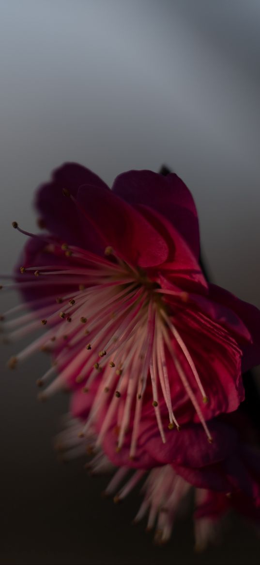 sakura, flower, pink, macro, closeup