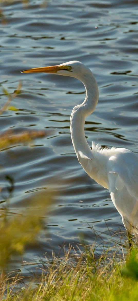 heron, bird, white, wildlife