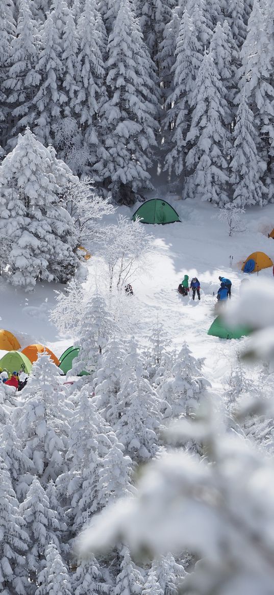 forest, tents, camping, snow, winter