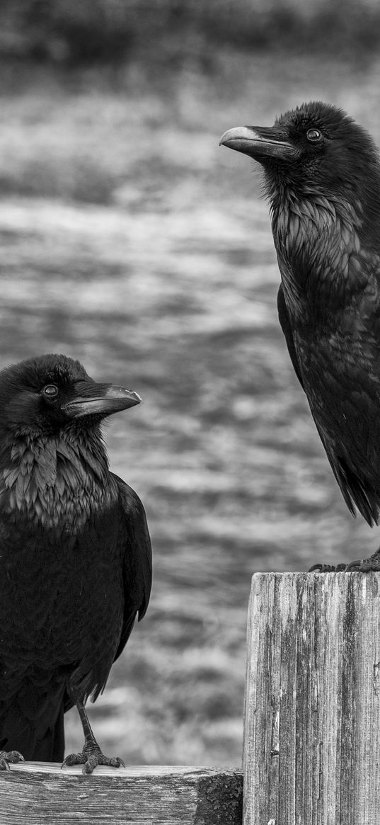 ravens, birds, black, bw