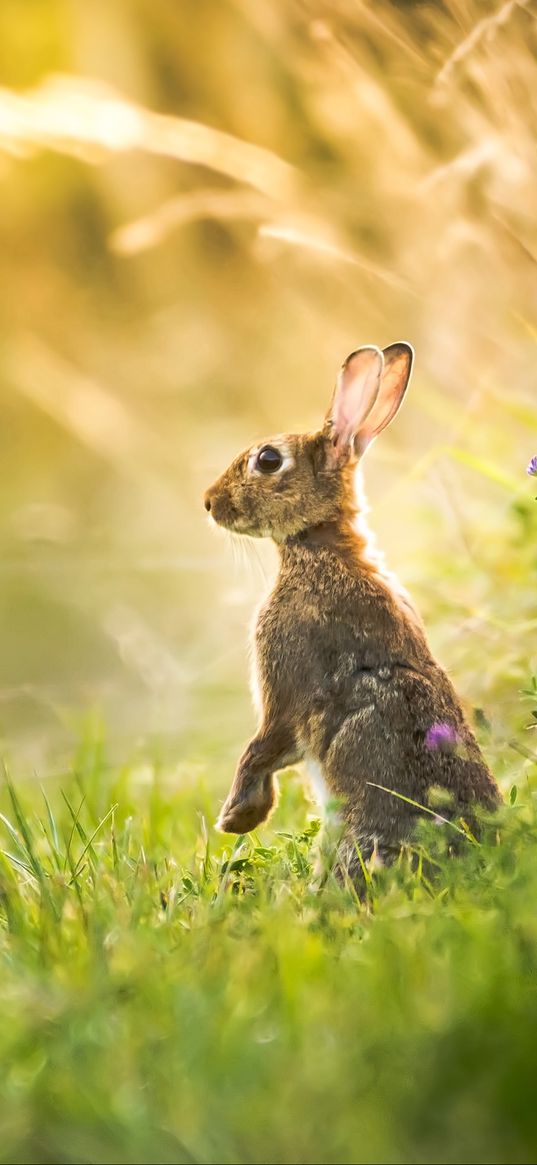 hare, grass, animal, gray