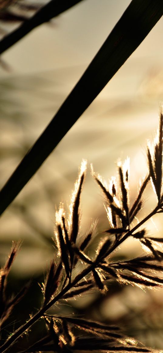 branch, sunbeam, glare