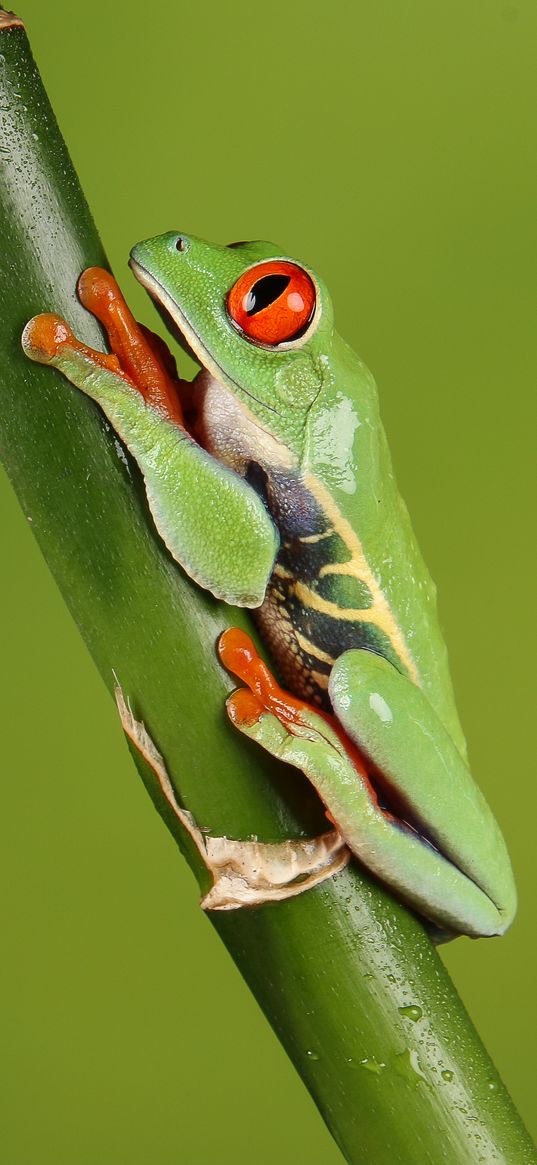 frog, macro, green