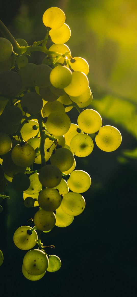 grapes, bunch, berries, green