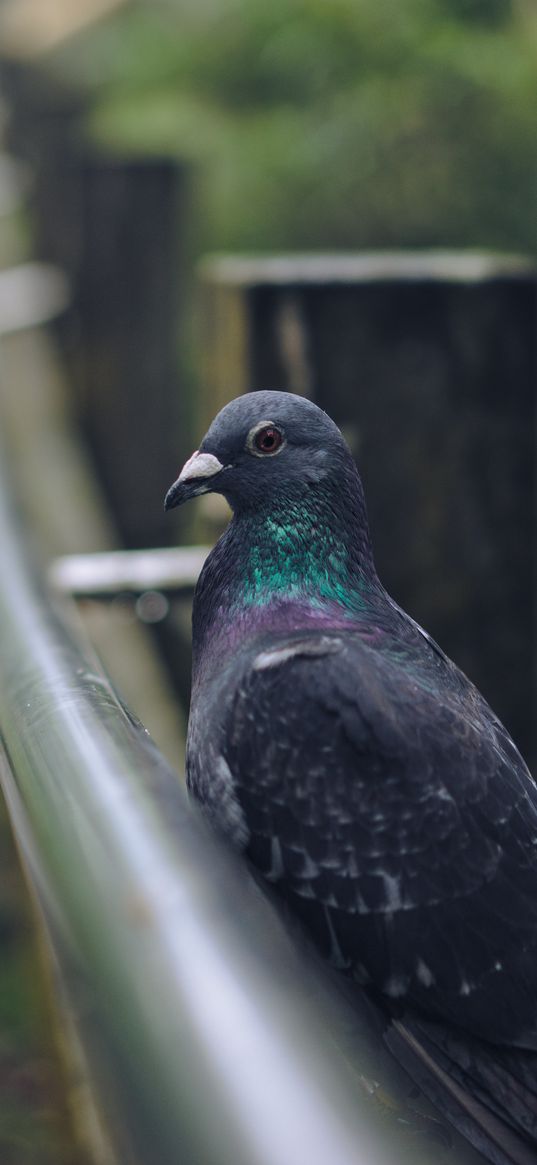 pigeon, bird, gray