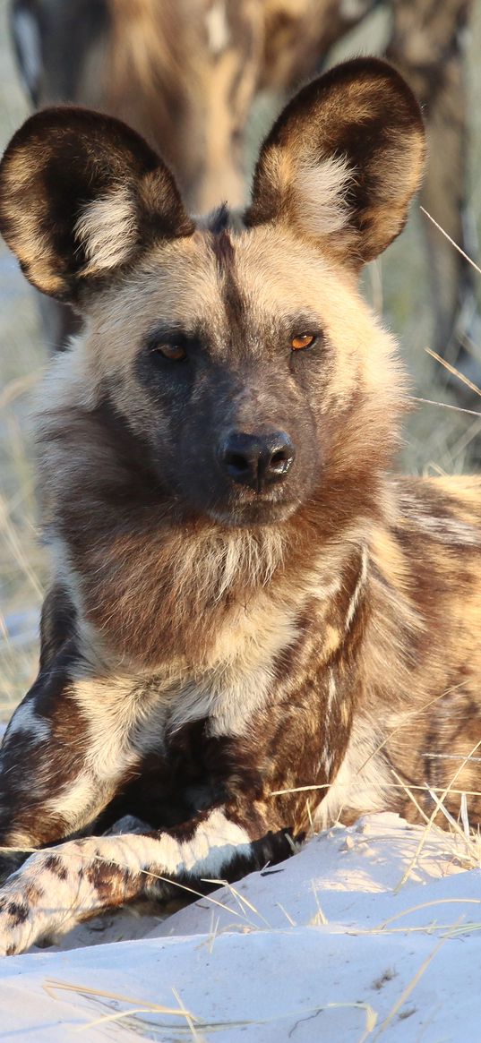 hyena, predator, animal