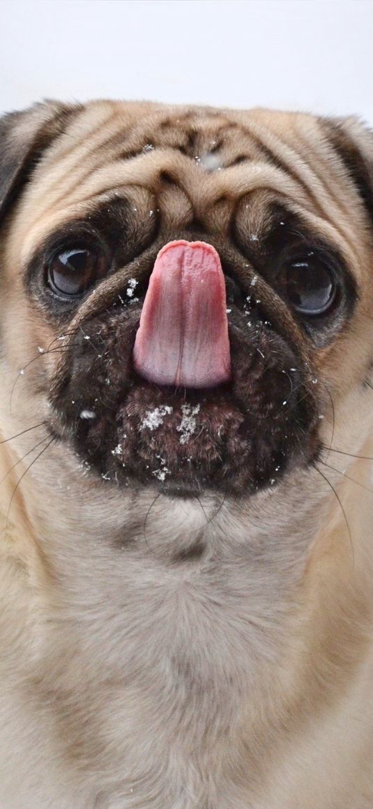 pug, funny, protruding tongue, dog