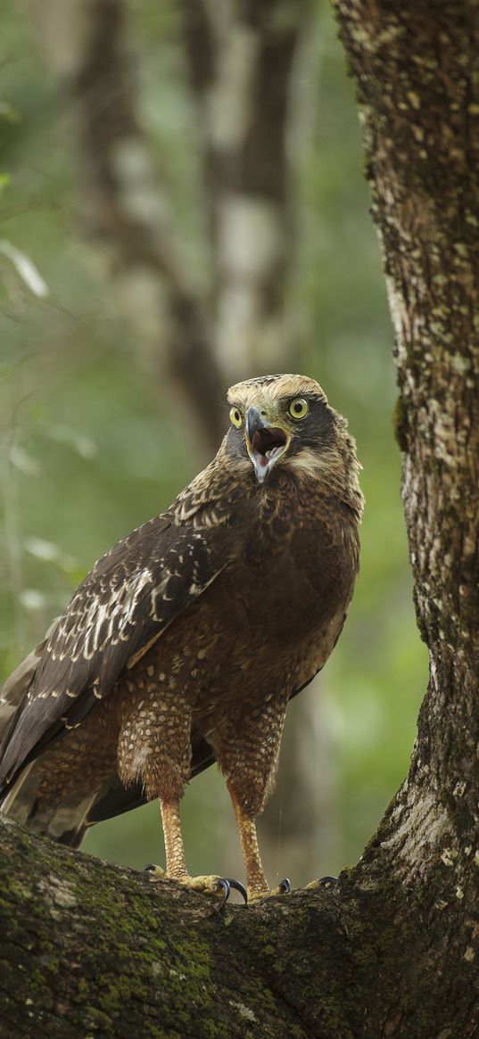 eagle, bird, beak, claws, scream