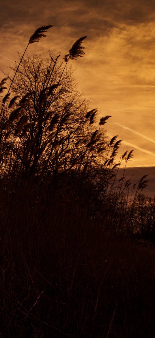 sunset, ears of corn, silhouette, sky