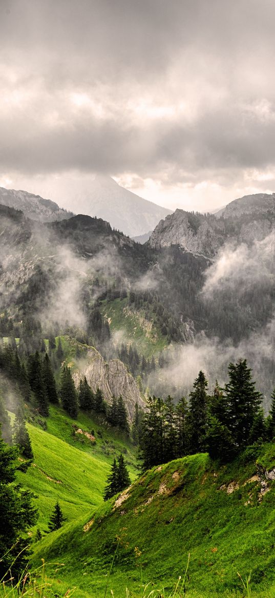 fog, mountains, forest, peaks, grass