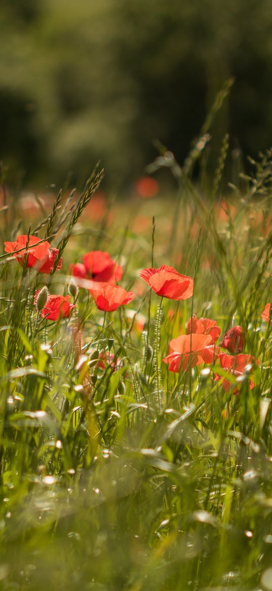 poppy, flowers, grass, green