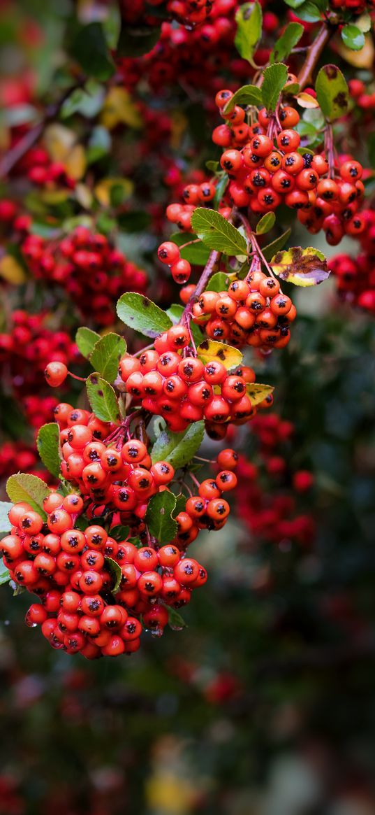 berry, mountain ash, red, leaves, branch