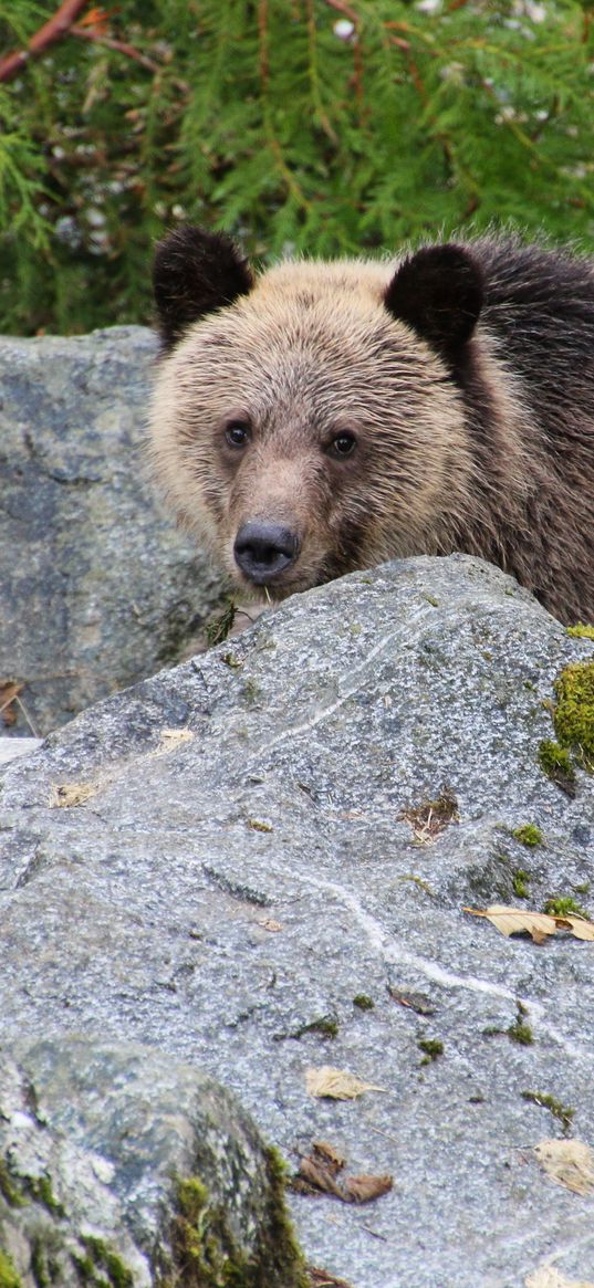 bear, brown bear, face, cute