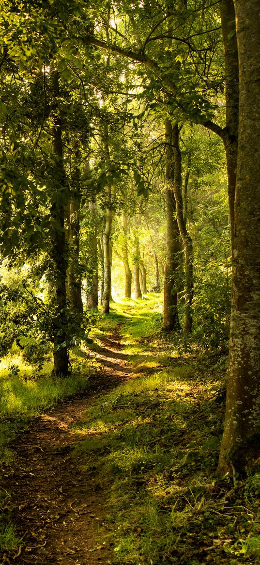 forest, trees, rays sun, path