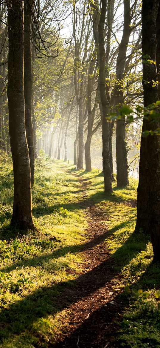 trees, path, shadows, forest