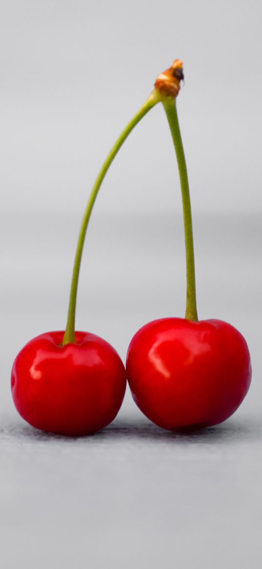 cherry, fruit, white background