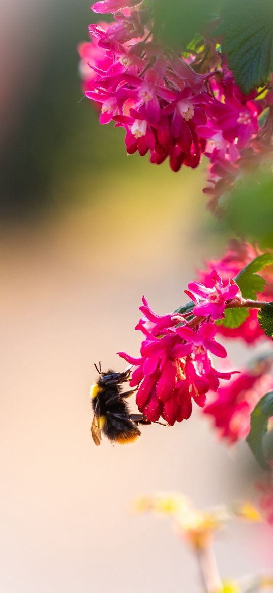 flowers, bumblebee, pollen, macro