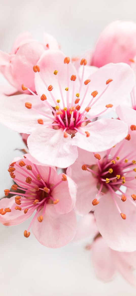 flower, bloom, branch, pink