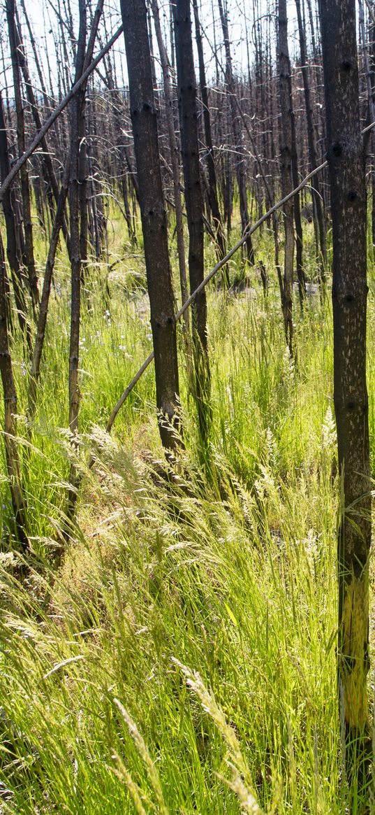 grass, trees, spike, forest