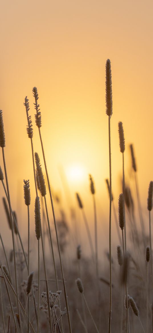 spike, sun, dawn, grass