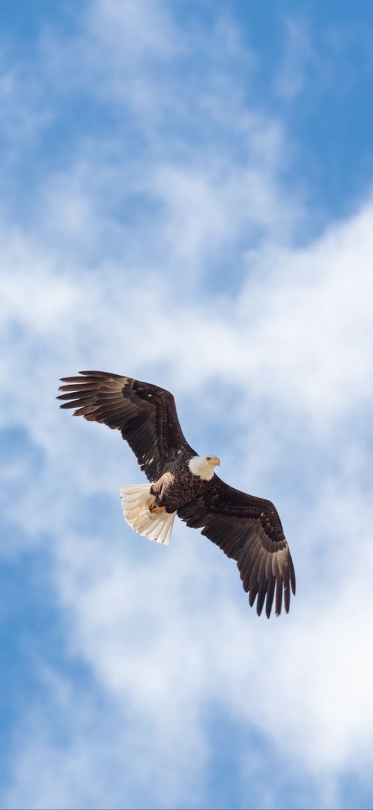 eagle, flight, wings, freedom