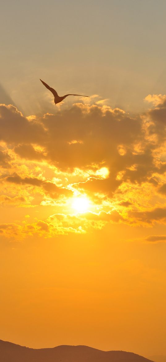 sunset, seagull, hills, horizon