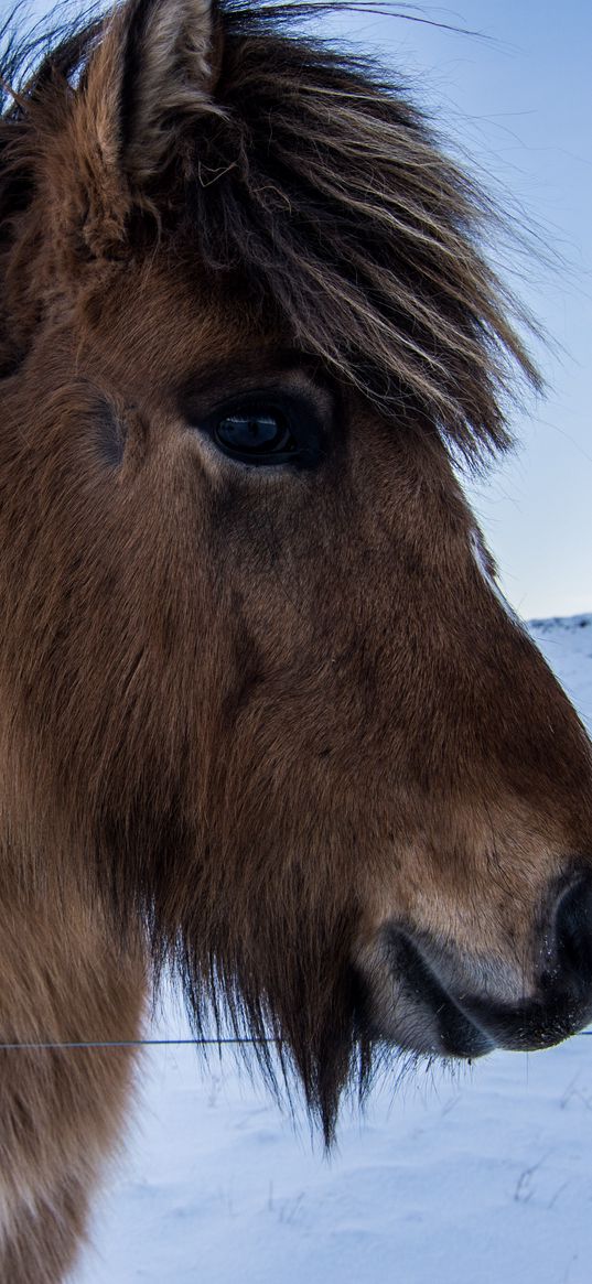 horse, pony, mane, face