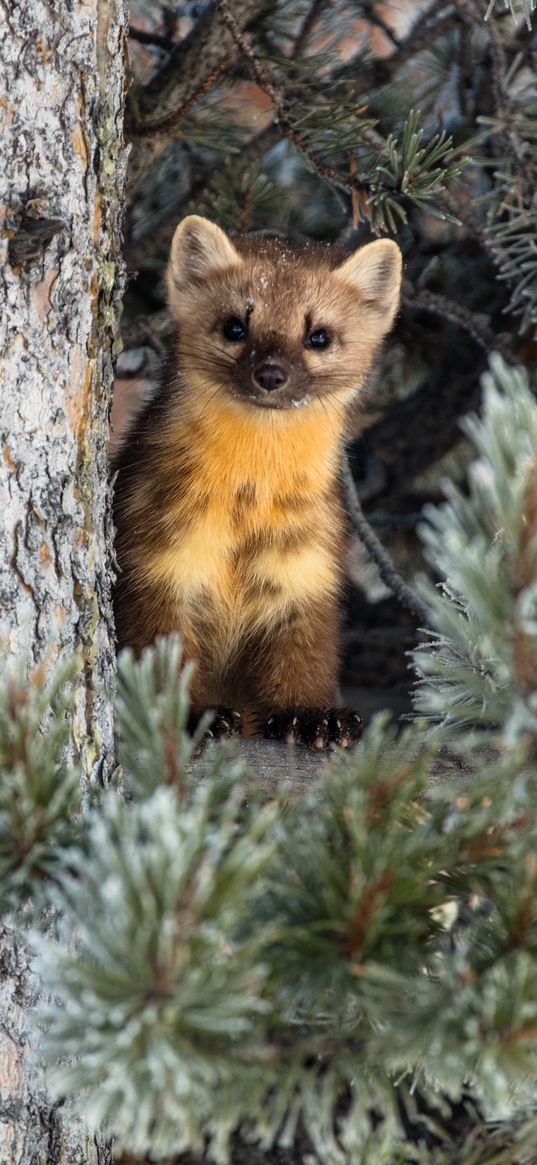 weasel, animal, predator, cute