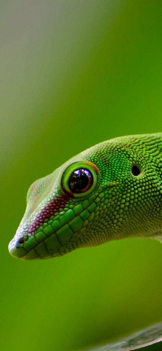 gecko, lizard, reptile, green