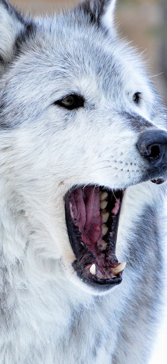 wolf, predator, jaws, fangs, animal