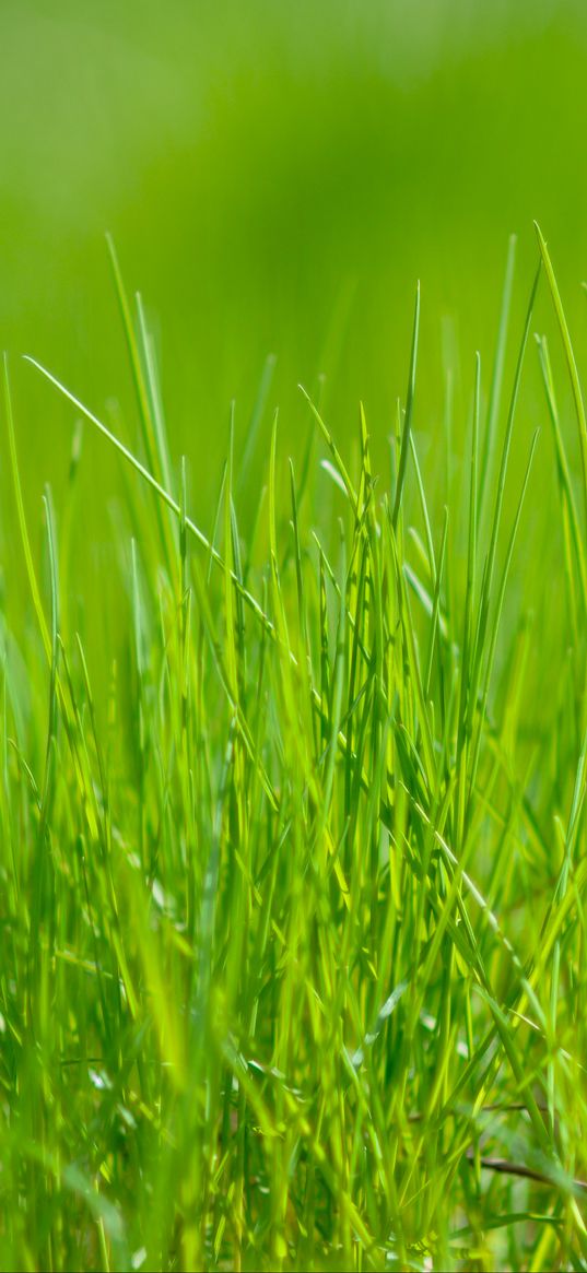 grass, green, macro, meadow