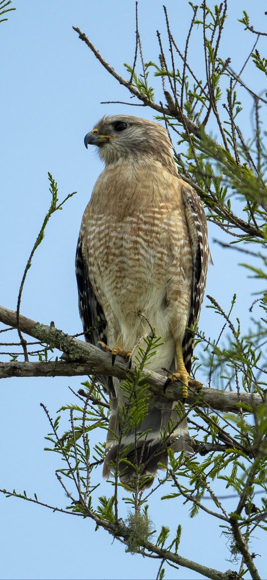 eagle, bird, branch, beak, claws