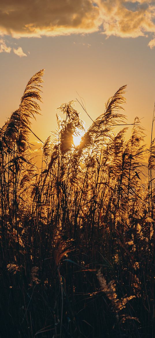 spike, grass, sun, dry