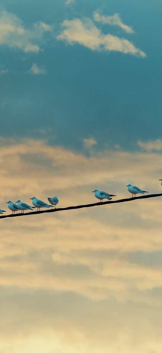 seagulls, birds, wire, sky