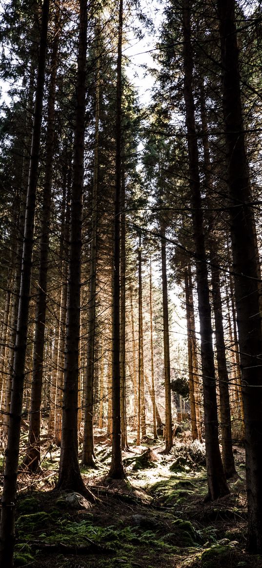 trees, pine, beam, forest