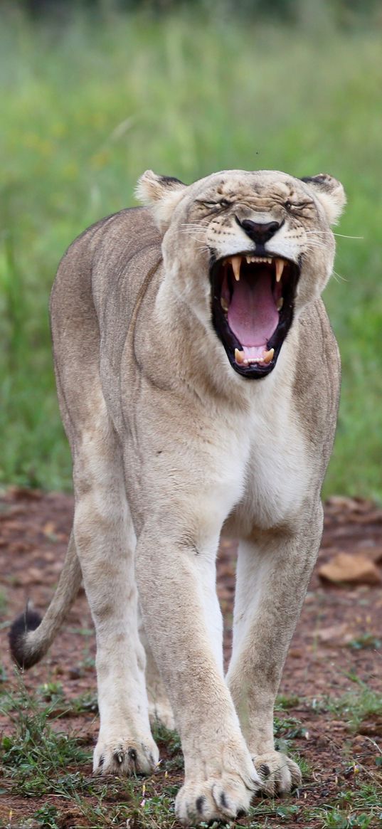 lioness, jaws, fangs, predator