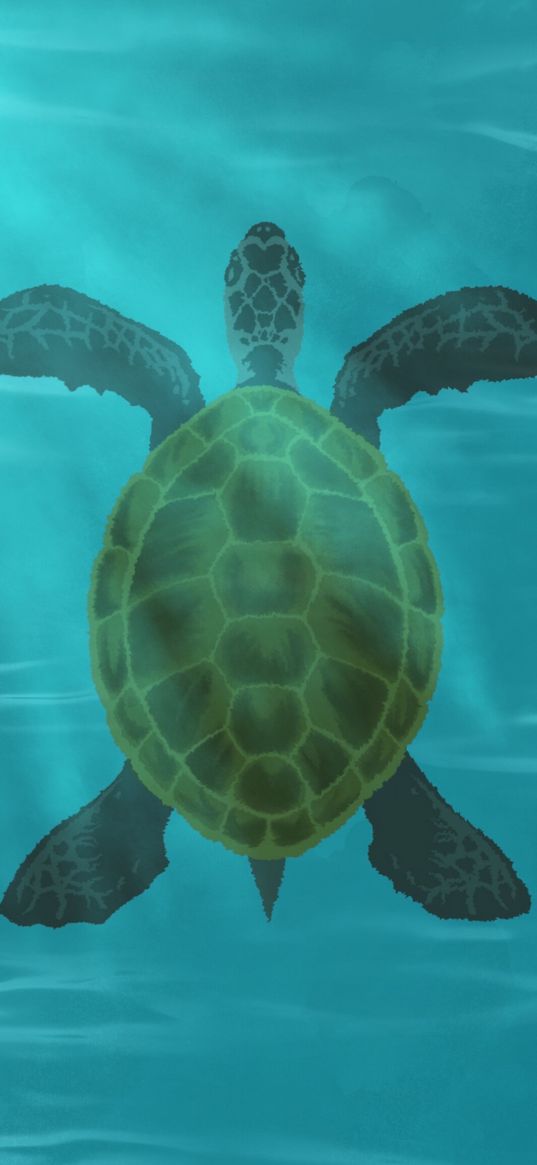 turtle, shell, water, glare