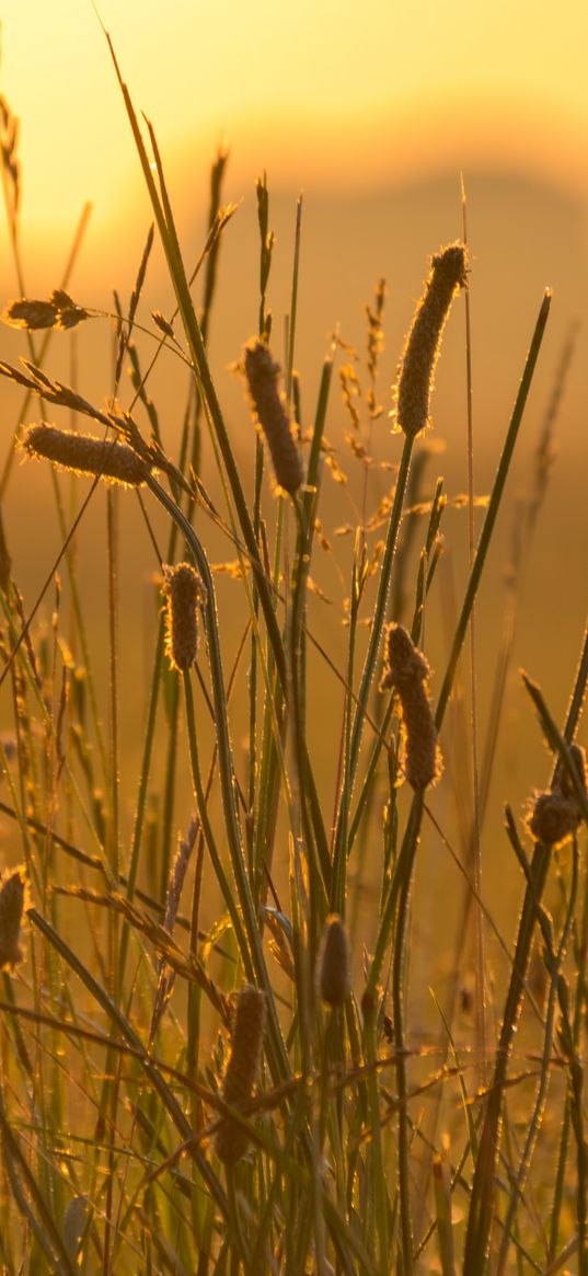 spike, wind, grass