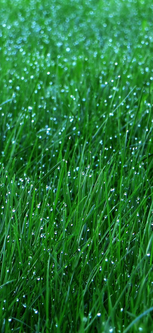 grass, dew, drops, green, macro