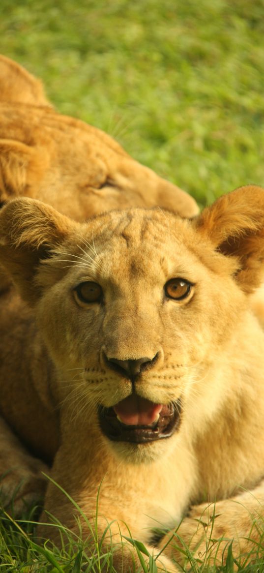 lion cub, cub, grass