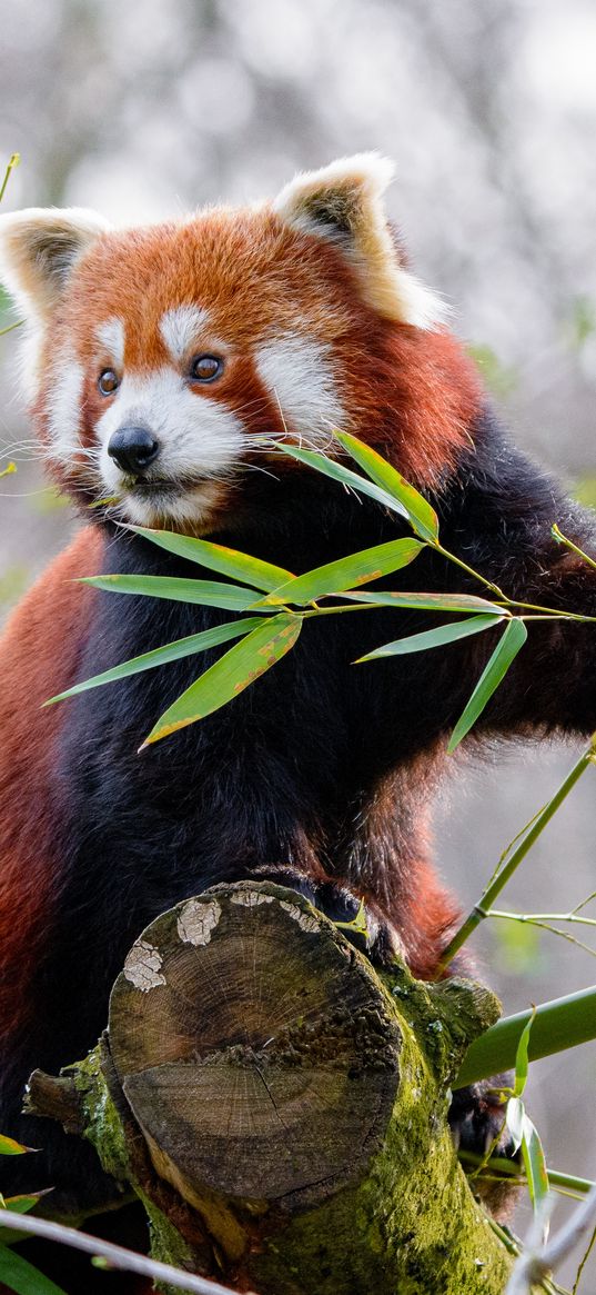 red panda, animal, cute